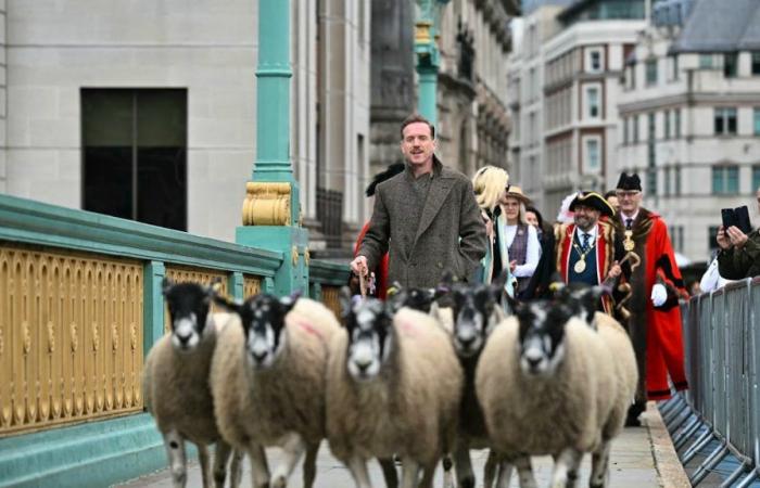 L’attore Damian Lewis attraversa un ponte di Londra con le pecore