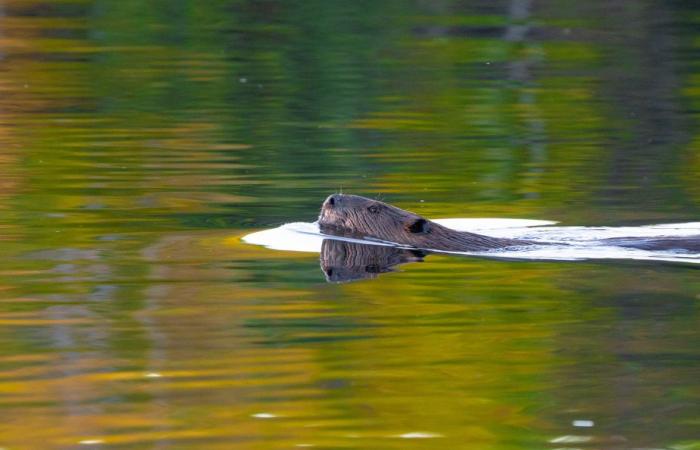 Castori per proteggere la biodiversità