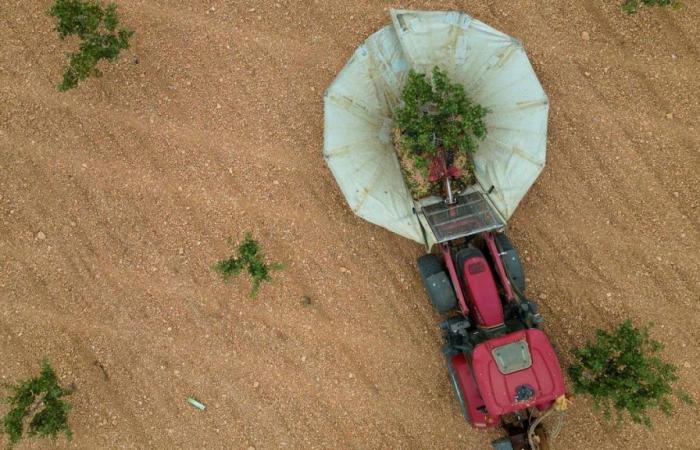 Il pistacchio è più popolare che mai in Spagna a causa delle ripetute siccità