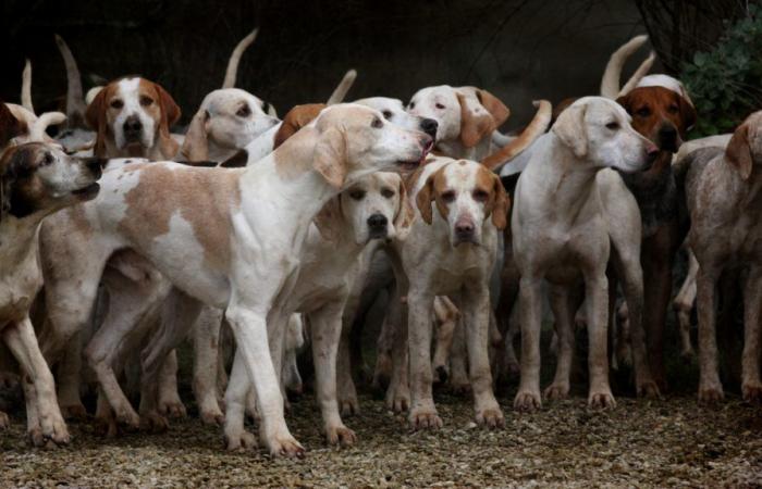 presto un parco divertimenti per cani in Alta Savoia?