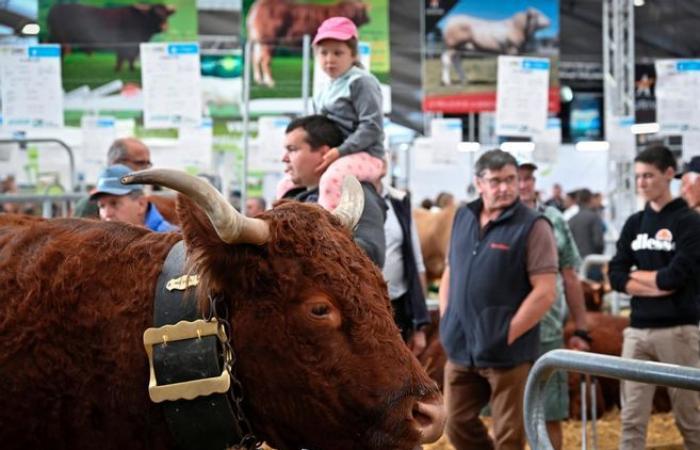 Cosa vi aspetta al Vertice del bestiame di Clermont-Ferrand, dal 1 al 4 ottobre