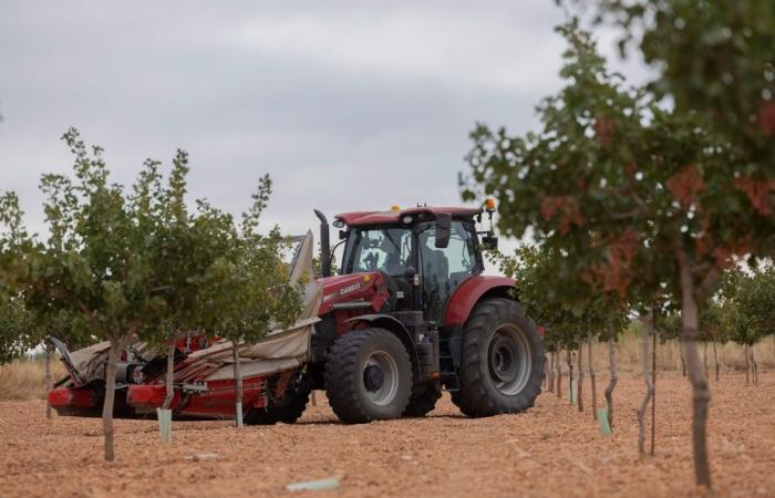 Un boom del pistacchio favorito dalle ripetute siccità