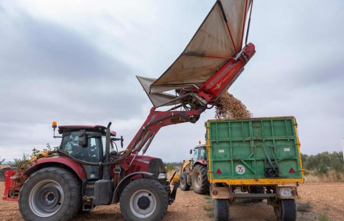 Un boom del pistacchio favorito dalle ripetute siccità