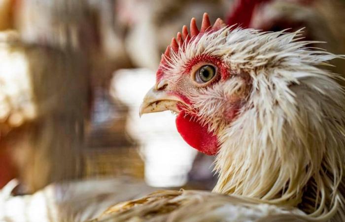 è così che combattiamo l’inflazione, un pollo alla volta