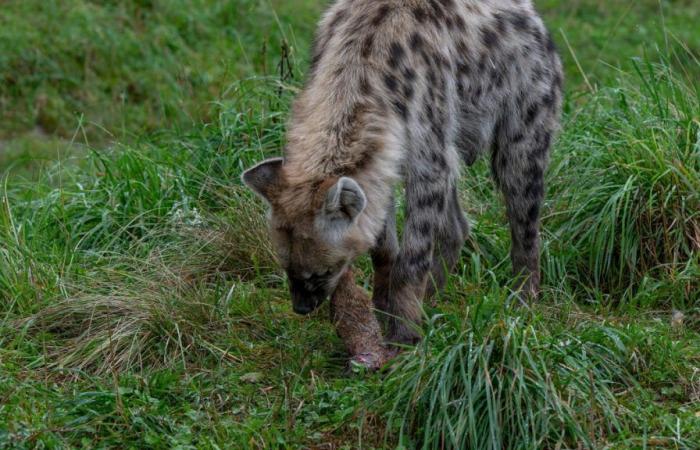 Dato in pasto a tre suricati | Zoo di Zurigo