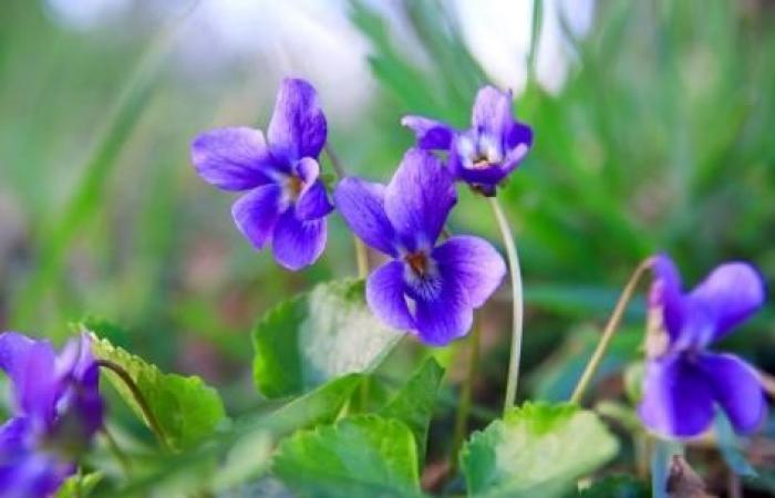 le molecole di questo fiore aiuterebbero a combattere il cancro al cervello