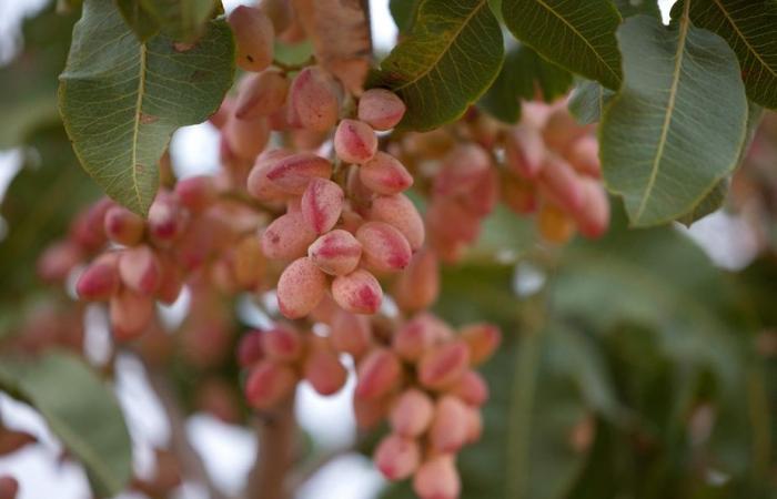 Un boom del pistacchio favorito dalle ripetute siccità