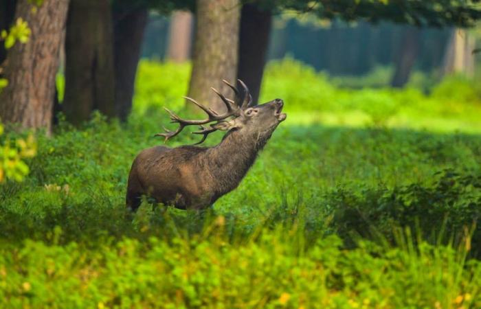 ricorsi contro la sparatoria per controllo dei cervi