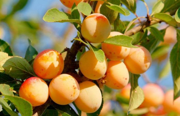 La mirabella della Lorena, oro sui mercati e in cucina