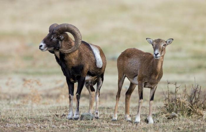 Allevatore americano condannato per aver creato pecore bighorn giganti