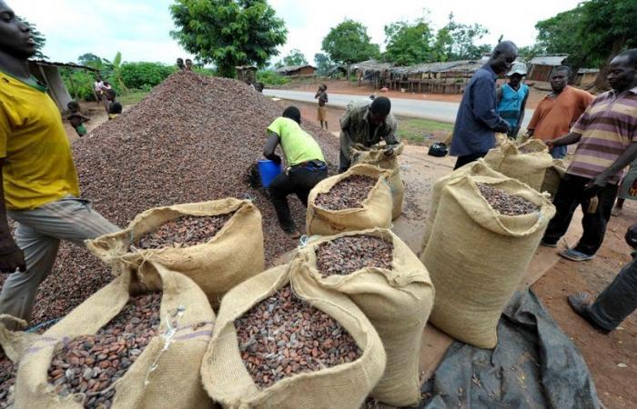 il prezzo del cacao fissato a 1.800 FCFA/kg per la campagna 2024-2025 – Ouestaf.com