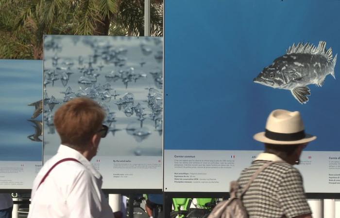 Sulla Promenade des Anglais a Nizza, un fotografo espone le bellezze del santuario Pelagos