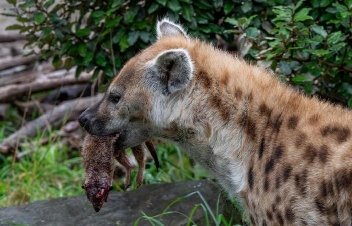 Lo zoo di Zurigo uccide i suricati e li nutre – Novità