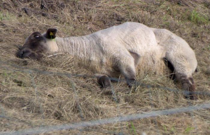 Febbre catarrale degli ovini: il distretto di Pinneberg chiude un tratto della diga