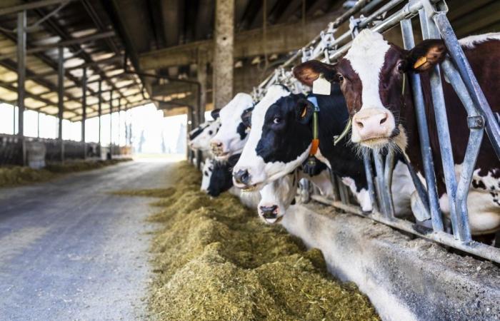 Rapporto sull’influenza aviaria negli Stati Uniti distorto dagli agricoltori