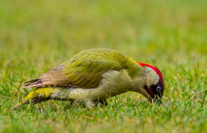 Per la prima volta il pubblico sceglierà l’uccello svizzero del 2025