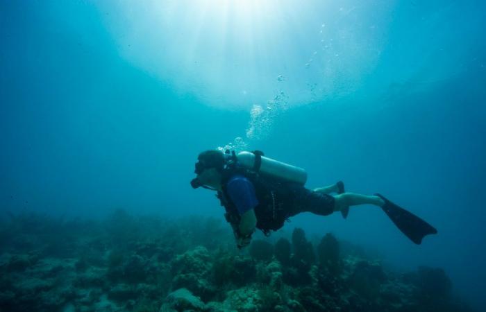 Una specie “estinta” di cavalluccio marino viene osservata nell’isola della Riunione