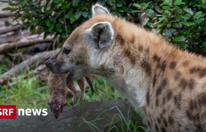 Lo zoo di Zurigo uccide i suricati e li nutre – Novità