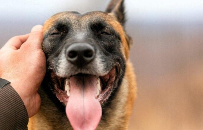 Parco per cani, laboratori di cucina… Questi nuovi progetti significativi vedranno la luce nell’Île-de-France