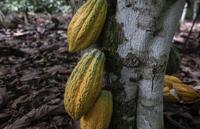 I produttori ivoriani sono insoddisfatti nonostante l’aumento dei prezzi