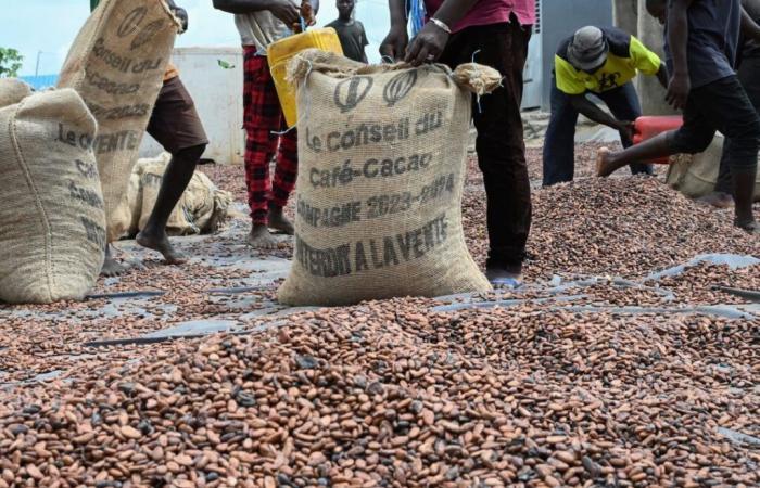 il prezzo medio di un chilo di fagioli scende a 4.000 FCFA/kg nelle zone di produzione