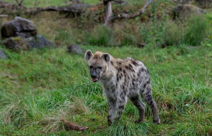 Lo zoo di Zurigo uccide i suricati e li nutre – Novità