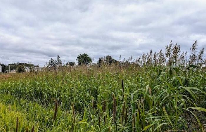 Una pianta ibrida in aiuto dei coltivatori di orzo e soia