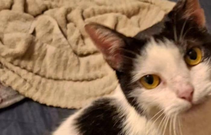 Nettuno, un gatto portoghese, trovato in cattive condizioni a Glarona