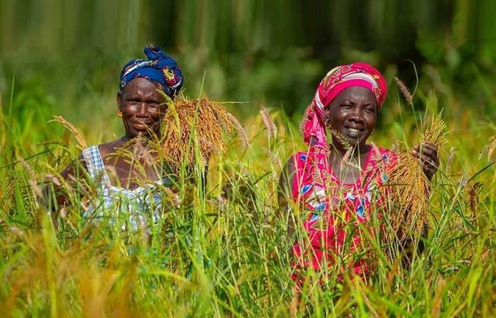 Guinea, Senegal, Togo… fondi per settori agricoli più resilienti