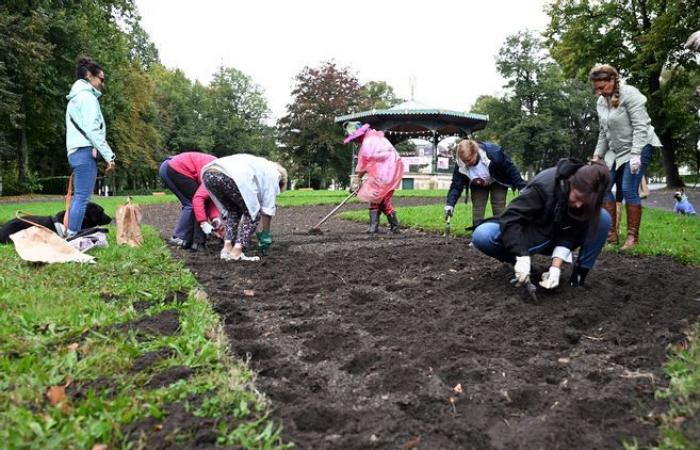 Ottobre Rosa viene lanciato a Nevers con la piantagione di bulbi di tulipani nel Parco del Salengro