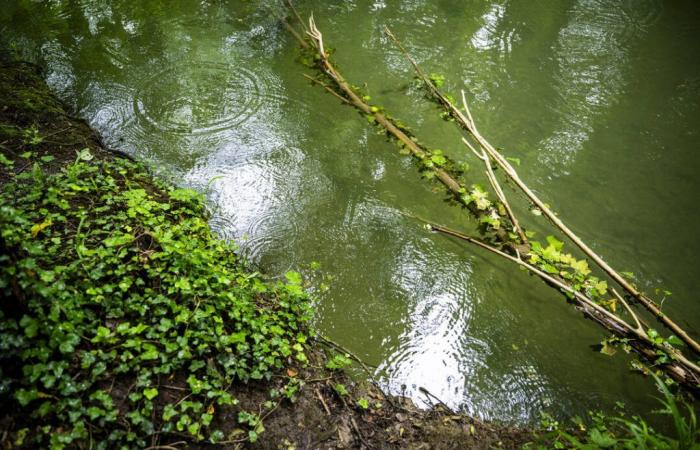 «Ogni settimana un fiume nel Canton Vaud soffre di inquinamento di origine umana»