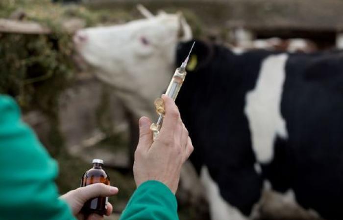 La febbre catarrale degli ovini è arrivata in Carinzia