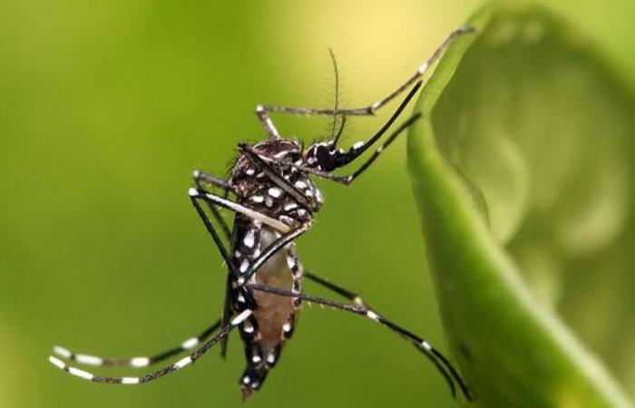 Nove casi di chikungunya confermati nella Riunione occidentale