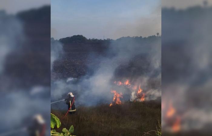 Incendio vegetazione: bruciati tre ettari – Mo News