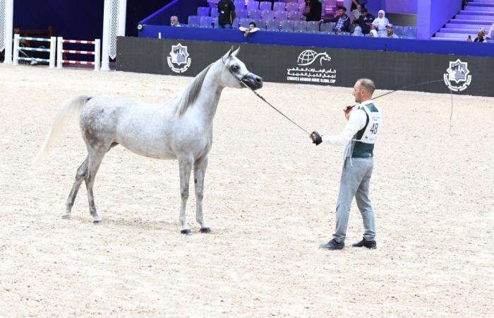 Horse Show 2024: il purosangue arabo sotto i riflettori durante la terza giornata