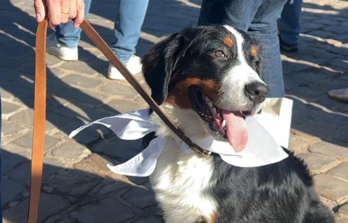 una cinquantina di cani si sono riuniti per la prima Animal Walk a Lille