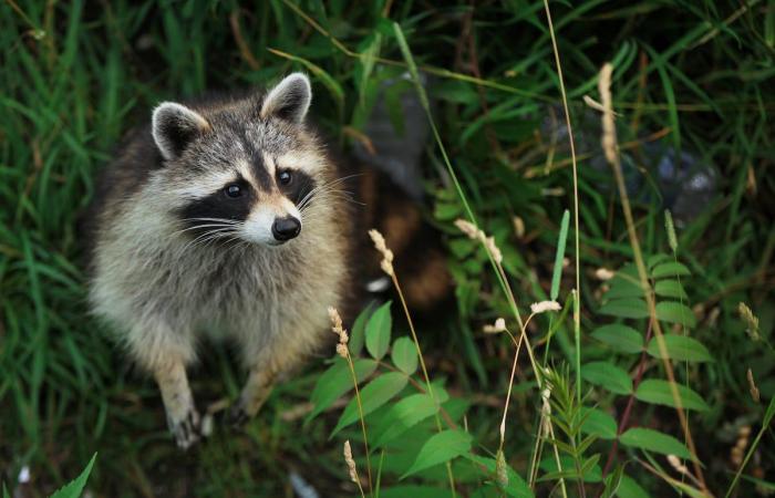 attenzione ai pipistrelli, avverte la salute pubblica