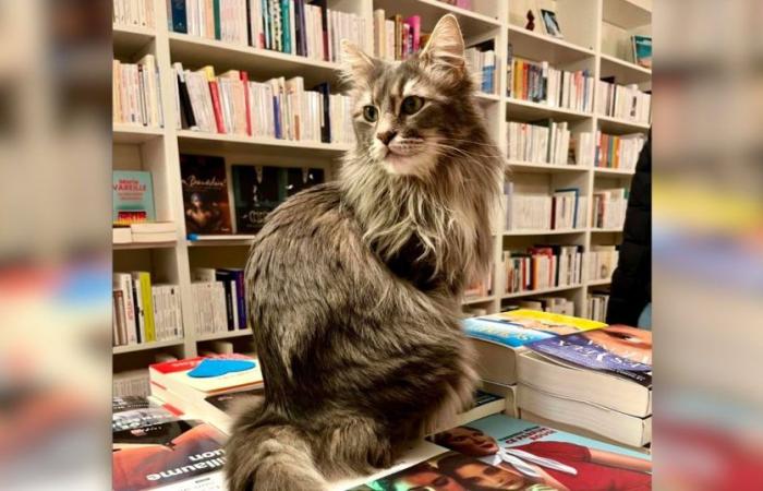 VIDEO. In questa libreria i libri convivono con otto gatti adottati dai rifugi