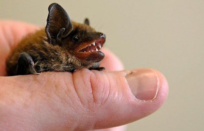 attenzione ai pipistrelli, avverte la salute pubblica