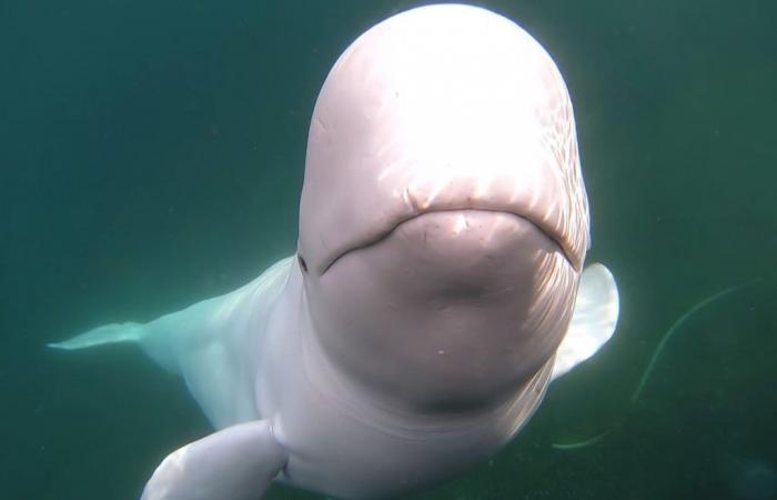 Rivelata la causa della morte di beluga Hvaldimir