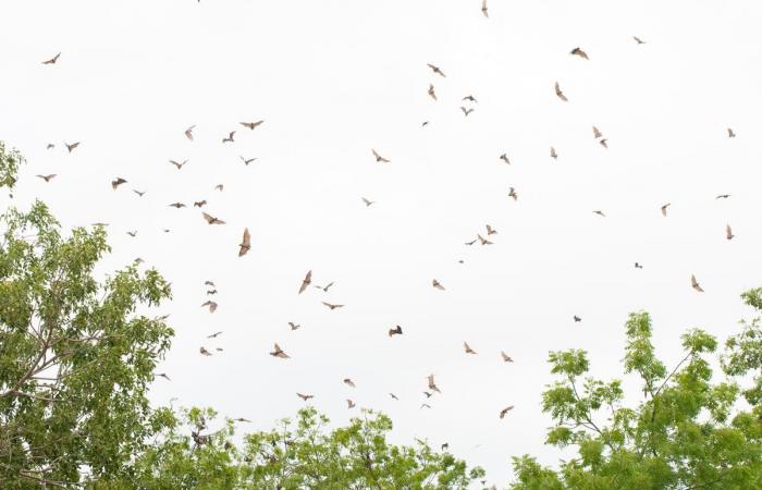 attenzione ai pipistrelli, avverte la salute pubblica