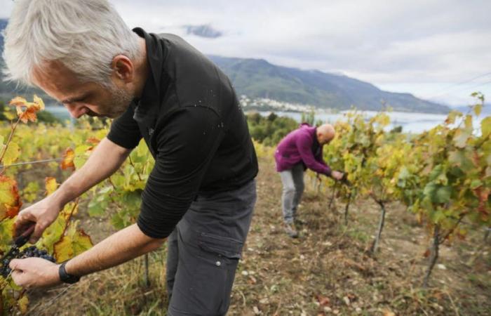 Alte Alpi. Merenda, forbici e panorama, la vendemmia a Embrunais in immagini