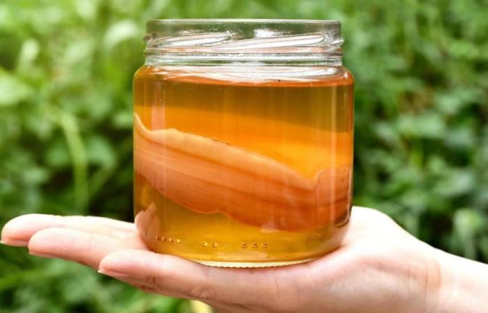 Kombucha, una bevanda dai superpoteri troppo medicati