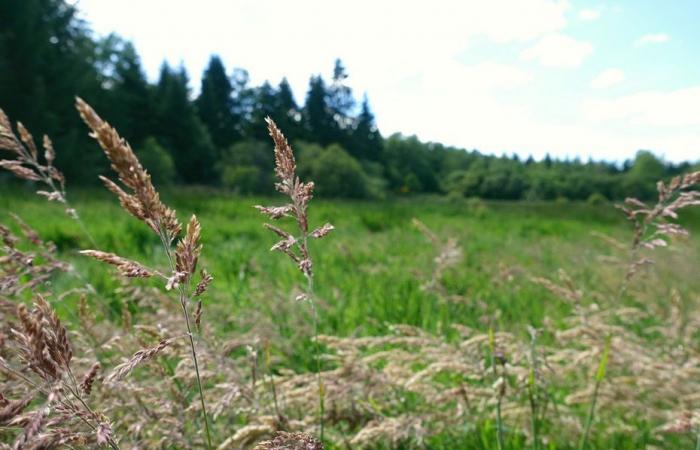 perché è urgente salvare le torbiere?