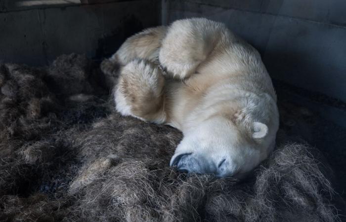 Immersioni nell’Acquario del Quebec | La stampa