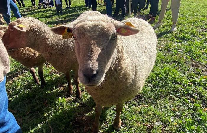 Transumanza della Grande Lione: le pecore arrivano in città