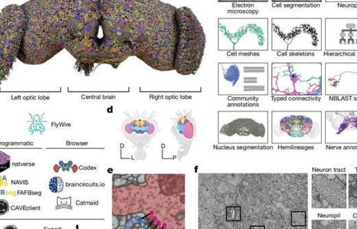 Il primo cervello complesso mappato: quello di una mosca