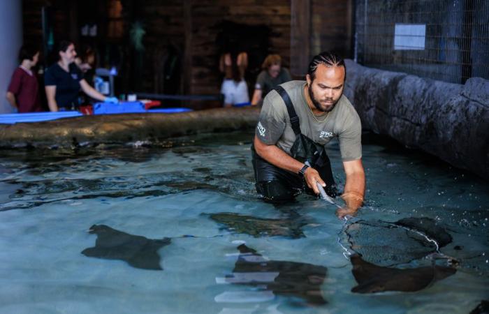 Immersioni nell’Acquario del Quebec | La stampa