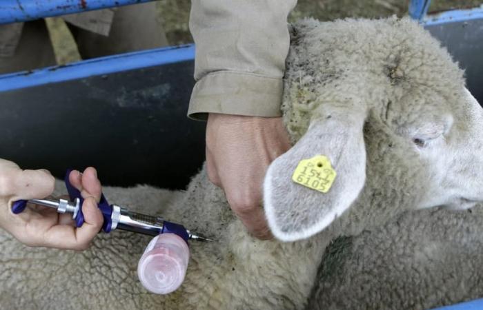 La febbre catarrale si diffonde in Svizzera – Attualità