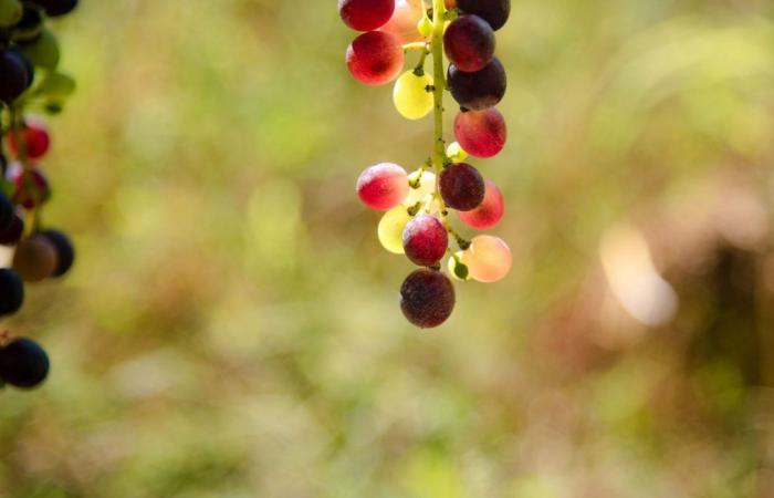 Dalla vite al bicchiere: conoscere meglio i nostri vicini dell’Ontario